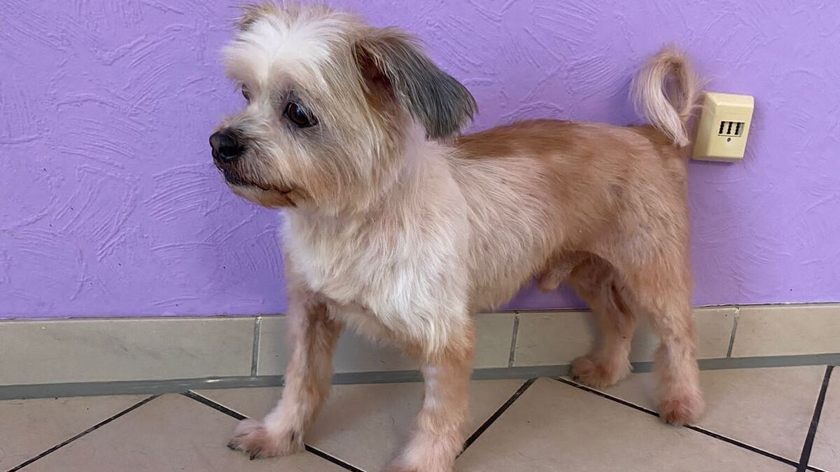 Oskar ist ein etwa zwölf Jahre alter Mix aus Malteser und Shih Tzu. Das Foto zeigt ihn nach dem Besuch beim Hundefriseur. Foto: Tierheim
