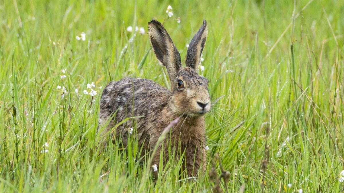 Galt Myxomatose bisher als Erkrankung für Kaninchen, wurde das Virus im Landkreis Stade auch bei einem Feldhasen nachgewiesen. Foto: Karen Miether