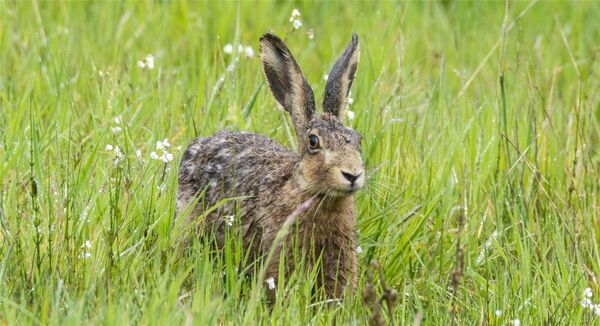 Myxomatose: Erstmals Kaninchenpest auch bei Hasen im Kreis Stade nachgewiesen