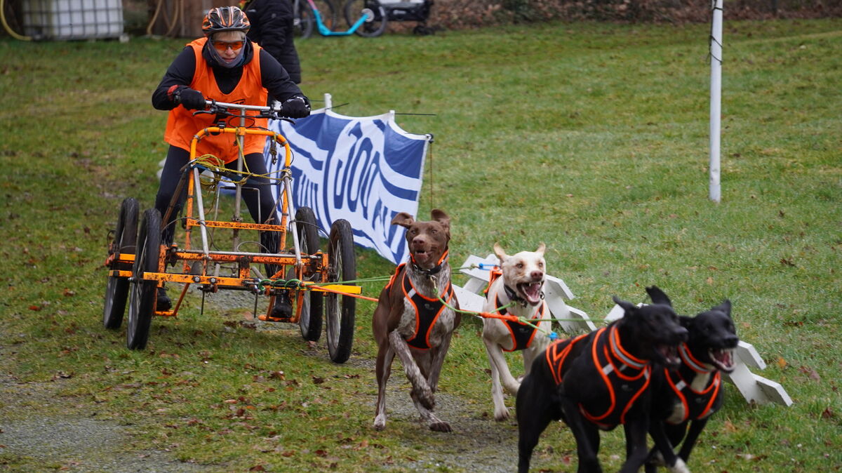 Ein Gespann aus vier Schlittenhunden zieht den Wagen mit voller Geschwindigkeit über die Strecke des Silberbergtrails in der Wingst. Vor der ersten Kurve werden bis zu 50 km/h erreicht. Foto: Brettschneider