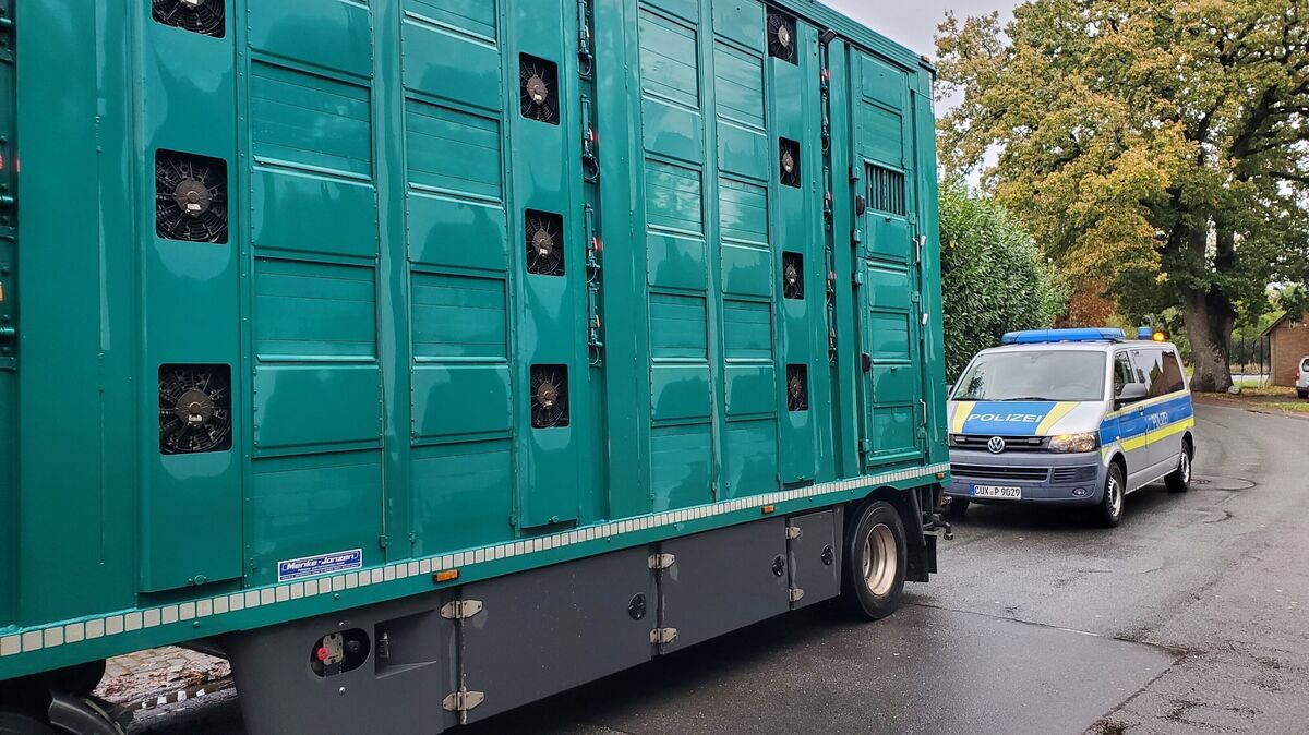 Insgesamt kontrollieren Landkreis und Polizei 23 Tiertransporte im Cuxland. Foto: Polizei