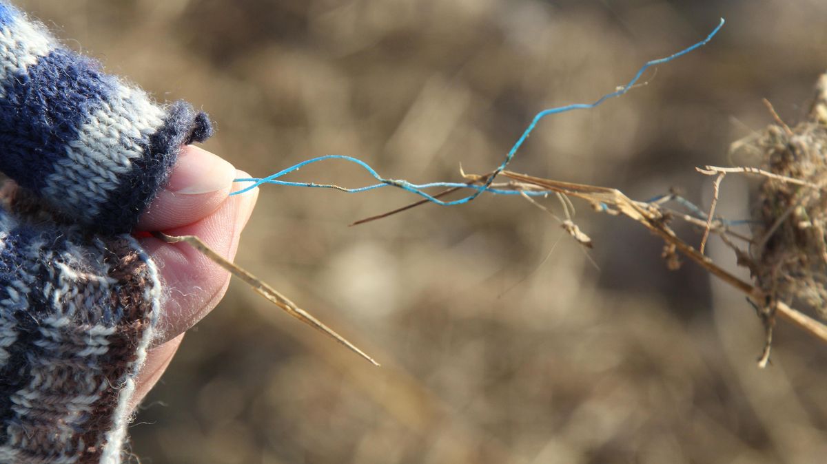 Es sind kleine Plastikteile wie dieser Faden eines kaputten Fischernetzes, die man immer häufiger an den heimischen Stränden - und in den Mägen von Meeresbewohnern - findet. Wie hier bei der Müllsammelaktion des Blauen Klassenzimmers und des BUND Anfang des Jahres in Duhnen und Döse. Foto: Reese-Winne