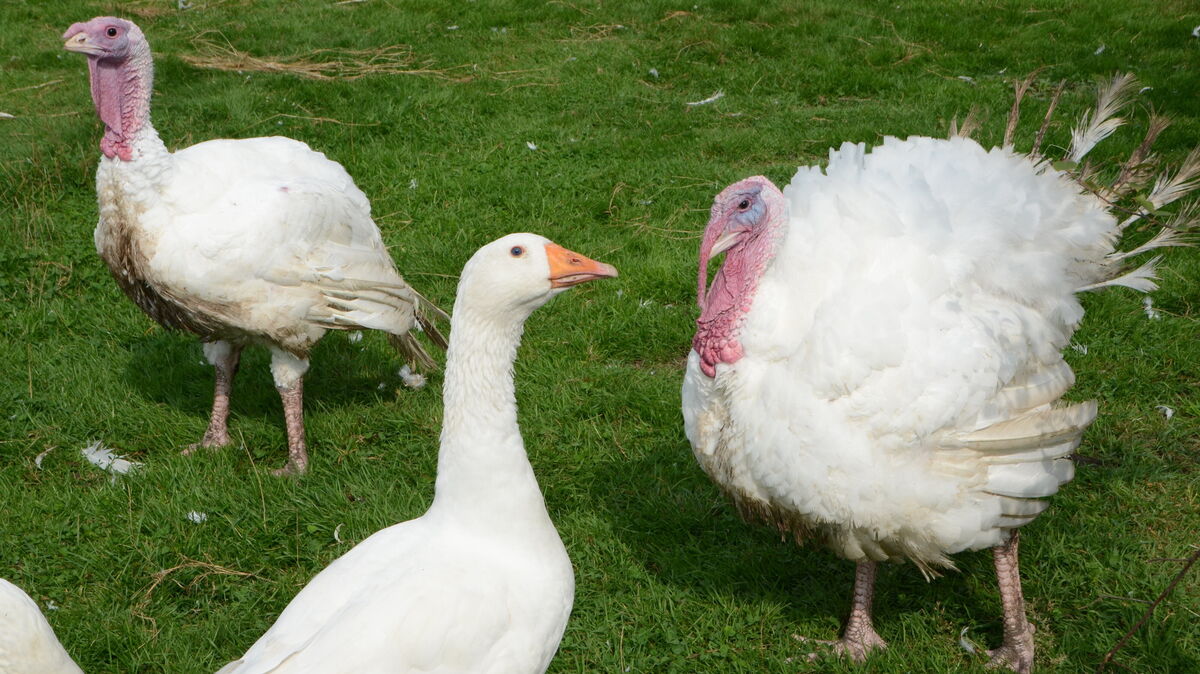 Freilandgeflügel muss innerhalb der behördlich eingerichteten Sicherheitszonen aufgestallt werden. Foto: Rohde