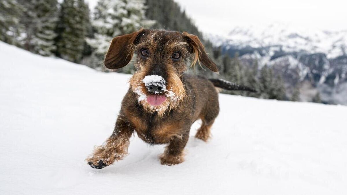Hunde erfreuen sich oftmals am Schnee. Foto: Benjamin Nolte/dpa