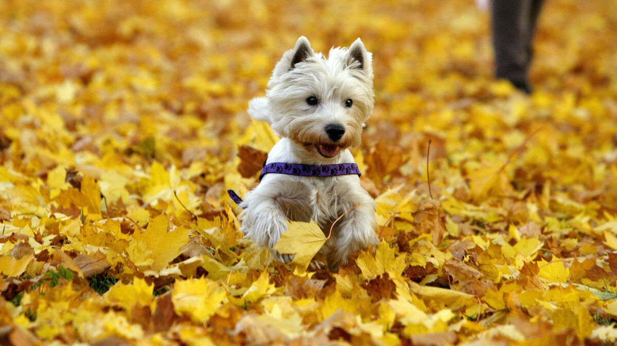 Herbstzeit ist Kastanienzeit. Als Ballersatz für den Hund eignet sich die Laubbaumfrucht aber nicht. Symbolfoto: Daniel Karmann/dpa
