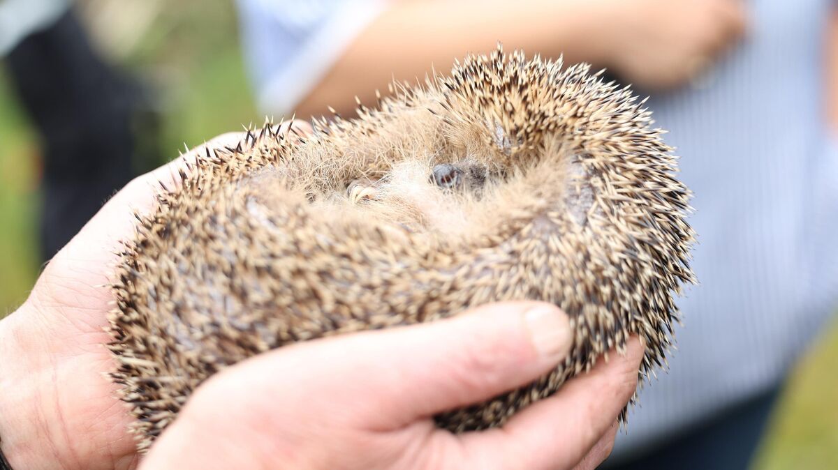 Ein stacheliger Freund in sicheren Händen: Die Igelhilfe im Landkreis Cuxhaven feiert 10 Jahre Engagement für den Igelschutz. Foto: Larschow