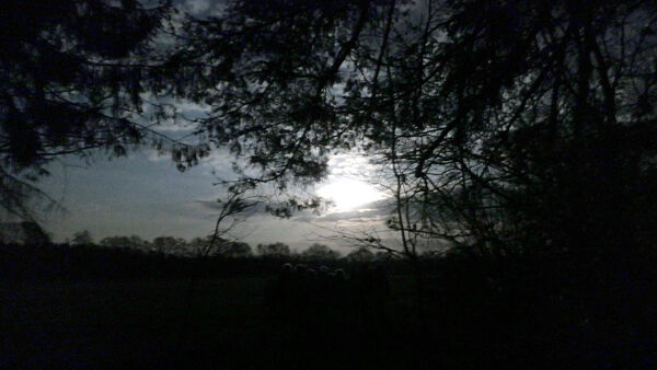 Wanderung bei Vollmond: Wie der Wald das Ahlenmoor verzaubert