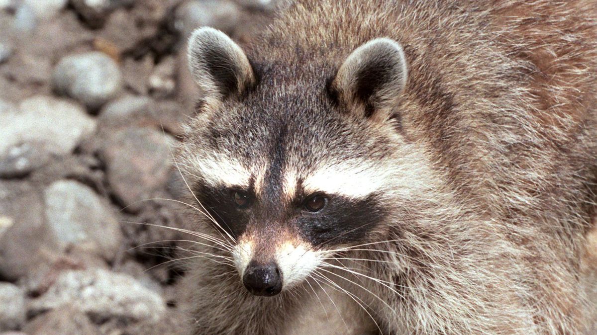 Der Waschbär breitet sich in Niedersachsen weiter aus. Foto: Archiv