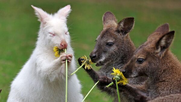Fällt besonders auf: Albino-Känguru Abigail feiert ersten Geburtstag im Tierpark
