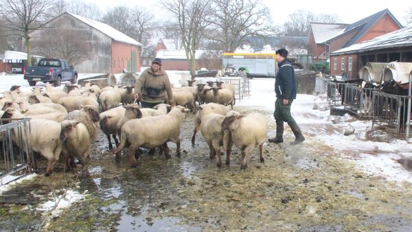 "Verunsicherung ist groß": Reaktionen aus dem Kreis Cuxhaven auf den Wolfsabschuss