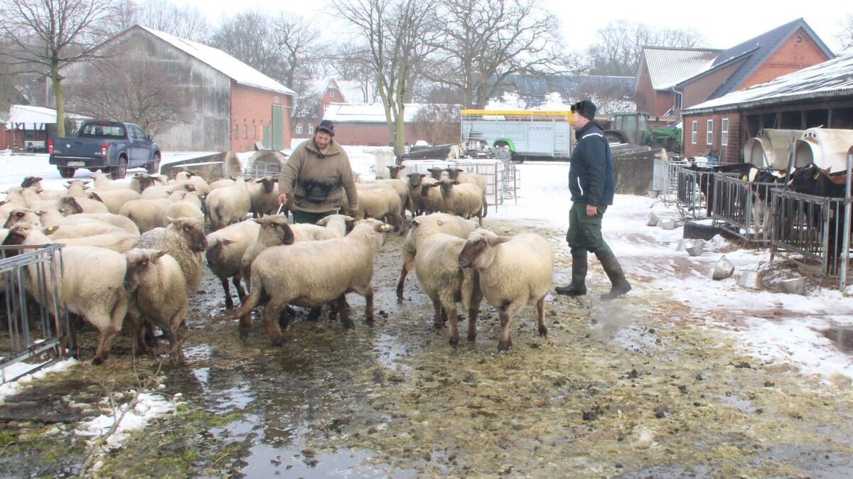 Die verschonten Tiere des Schäfers Frank Mählmann werden nach der Attacke von Wölfen auf die Herde in Stinstedt auf einem Hofgelände zusammengetrieben. Rund 20 Schafe starben durch die Angriffe oder wurden derart schwer verletzt, dass der Tierarzt sie einschläfern ließ. Foto: Kramp