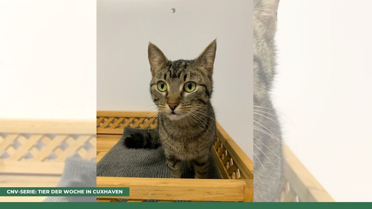 Katze Frieda liebt es, mit Menschen zu spielen und zu kuscheln. Foto: Tierheim