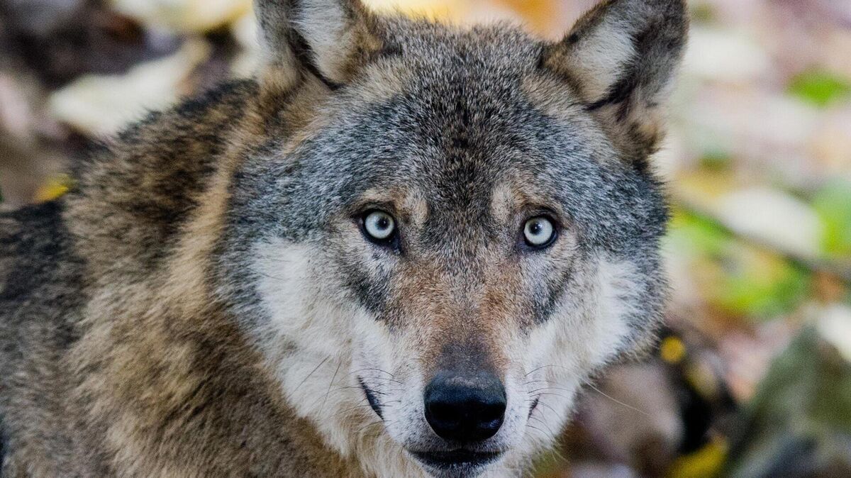 Das Wolfs-Monitoring hat im ersten Quartal 2025 im Cuxland sechs Nutztierrisse durch Wölfe registriert. Foto: Stratenschulte/dpa