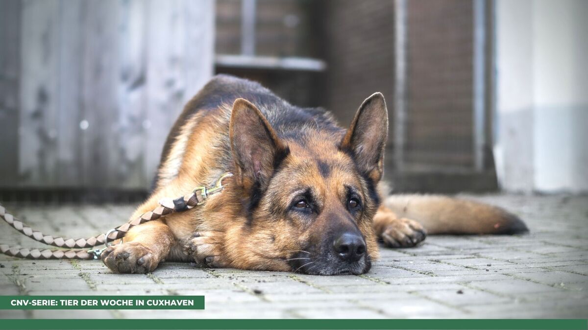 Schäferhund Lenni sucht ein neues Zuhause. Foto: Tierheim Cuxhaven
