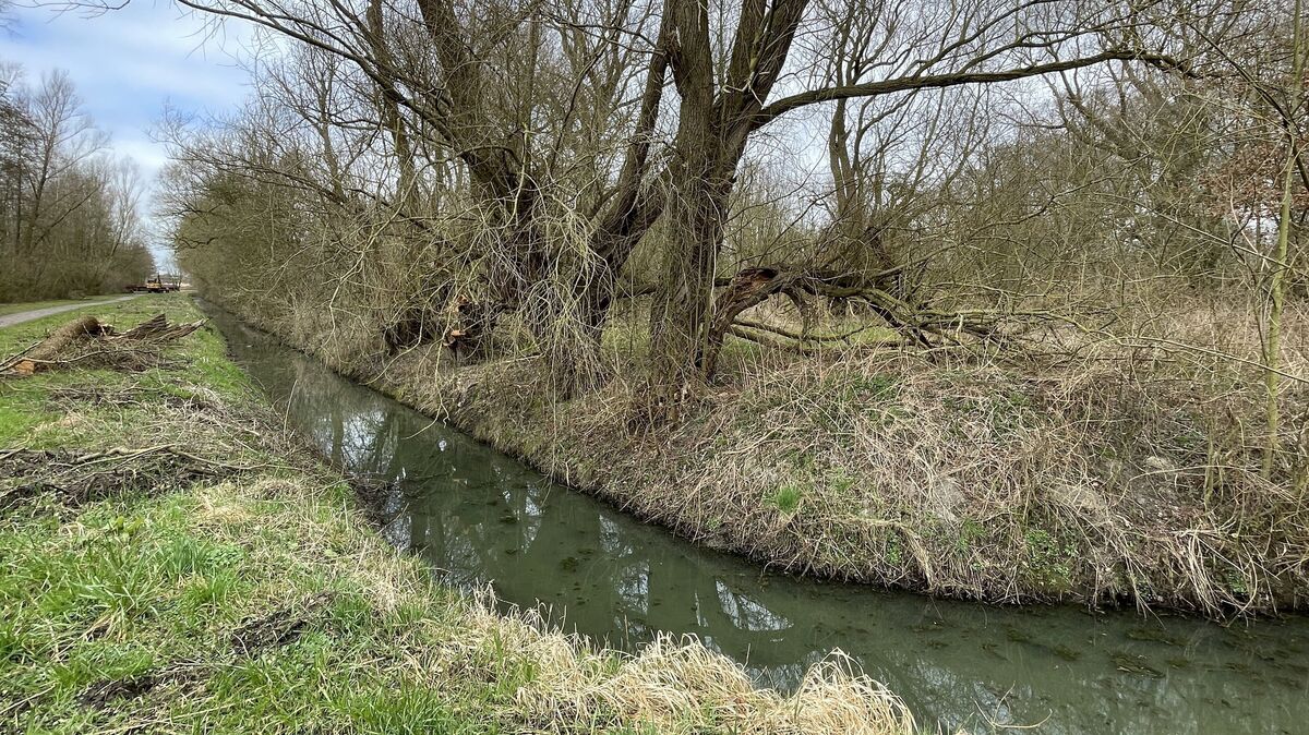 Auf dem früheren Gutshof Arnhausen in Groden blühen die ersten Sträucher. Der Lehstrom hat nach Auffassung der Kritiker des Regenrückhaltebeckens hier noch eine gute Aufnahmekapazität. Fotos: Reese-Winne