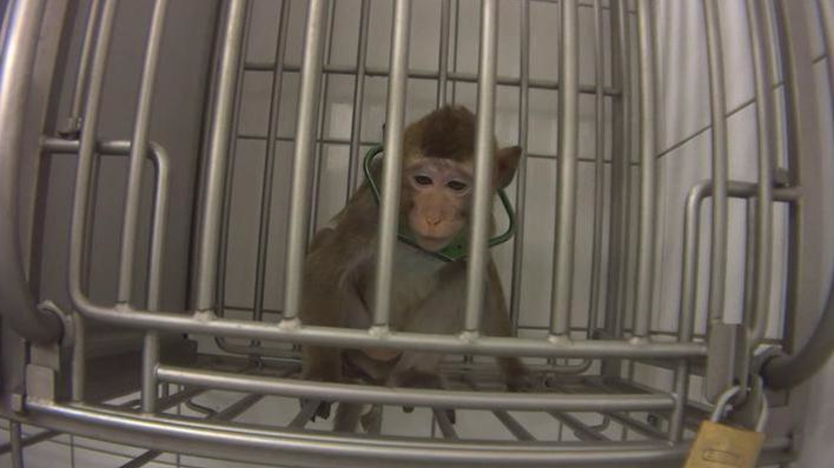 Ein Affe sitzt in seinem Käfig. Foto: Soko Tierschuttz