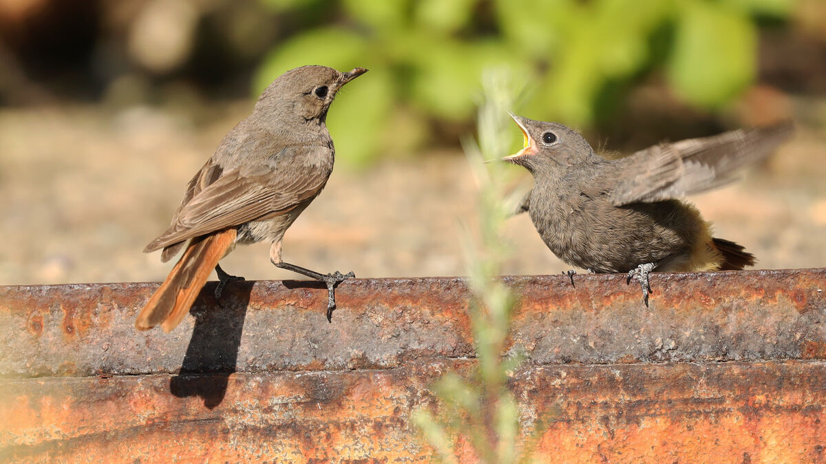 Der Hausrotschwanz ist der Vogel des Jahres 2025. Er ist ein Frühaufsteher und bereichert die Morgenstunden durch seinen eigentümlichen Gesang. Foto: Jan Piecha / NABU