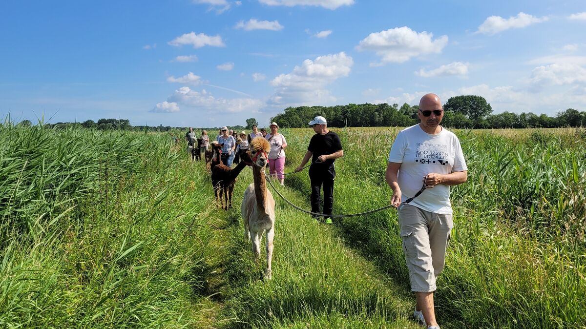 Hier bestimmen die Tiere das Tempo: Wer mit Alpakas durch die Natur läuft, muss sich an die Geschwindigkeit der Tiere anpassen. Unser Reporter (vorn) hat es ausprobiert. Foto: Mangels