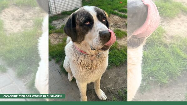 Tier der Woche in Cuxhaven: Ausgesetzter Herdenschutzhund "Zeus" bereit für Neuanfang