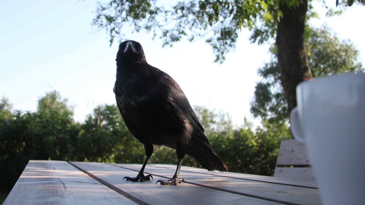 Eine verletzte Krähe brachte eine Frau aus dem Kreis Cuxhaven dazu, zahlreiche Hilfsstellen zu kontaktieren. Doch die Suche nach Unterstützung gestaltete sich schwierig. Foto: Wolfgang Runge