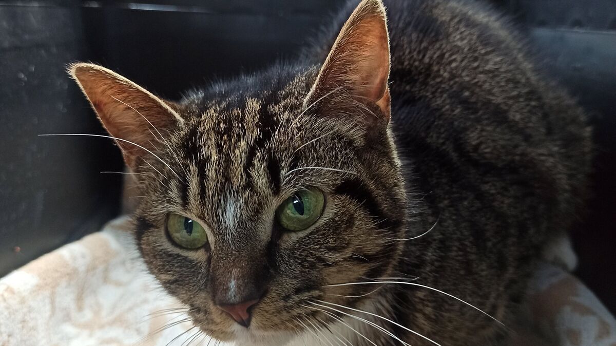 Die Katze Bijou kann sich nicht richtig bewegen, sie wurde mitten in Cuxhaven angeschossen. Foto: Tierheim