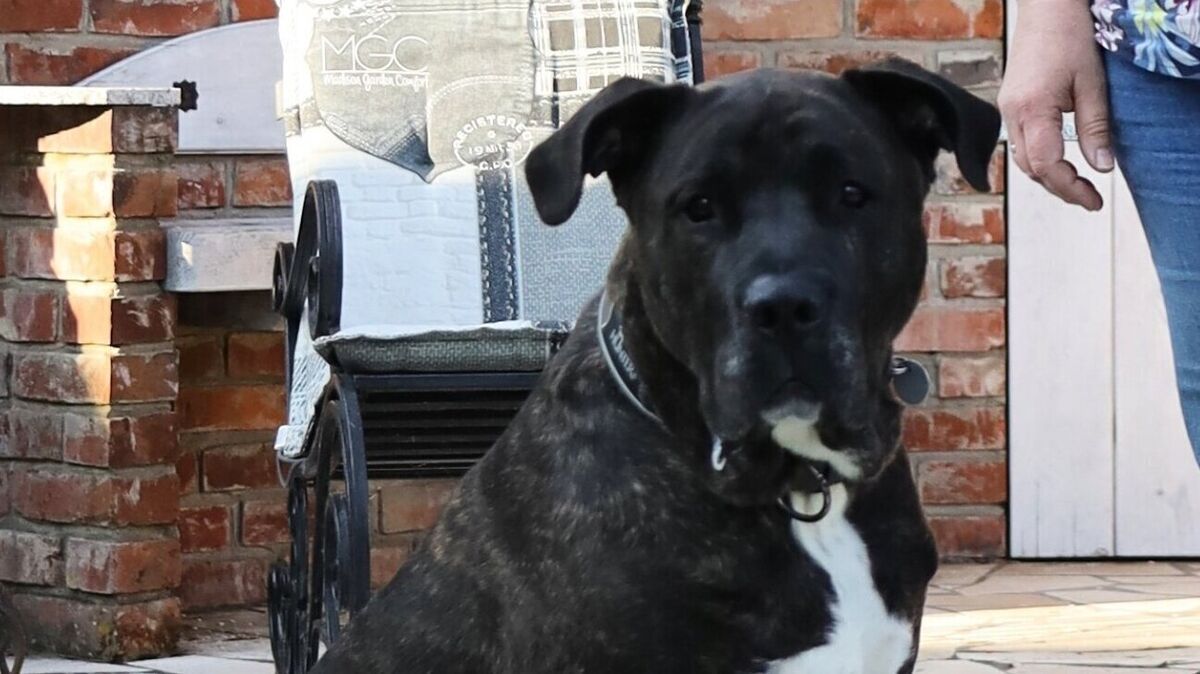Der sechsjährige Presa Canario Ramos könnte schon bald zum Lebensretter werden. Foto: May