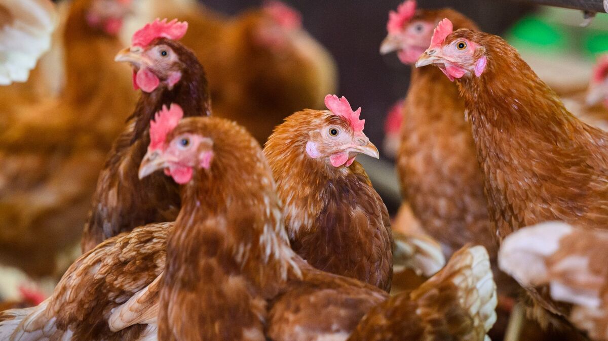 Julian Stratenschulte/dpa