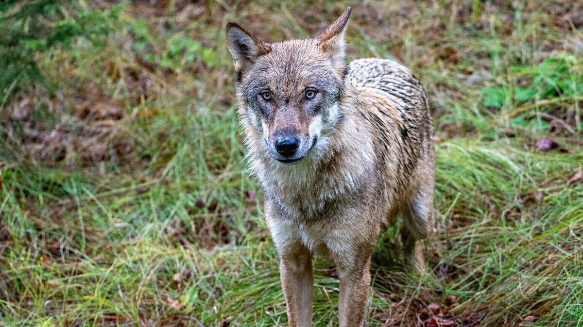 In Sachen Wolfsproblematik fühlt sich der ländliche Raum abgehängt. Armin Weigel/dpa