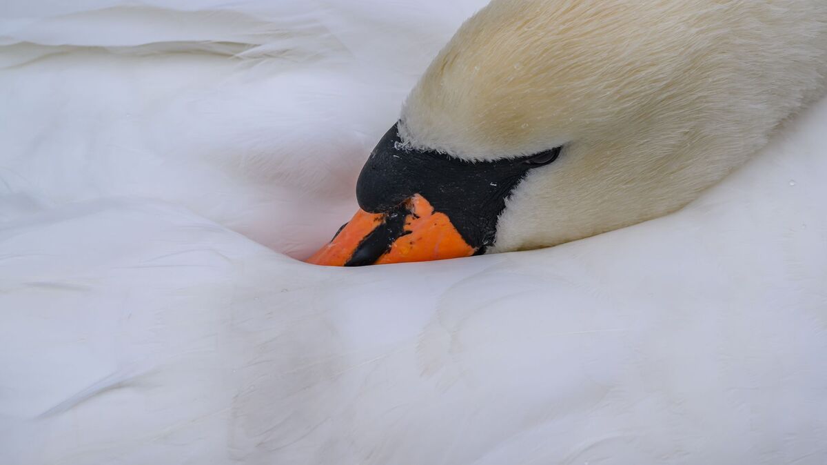 Patrick Pleul/dpa/ZB