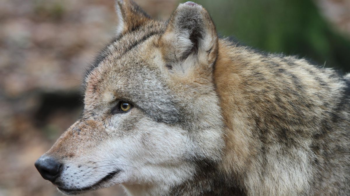 Niedersachsen gehört zu den drei Ländern mit den meisten Wölfen. Archivfoto: Monsees