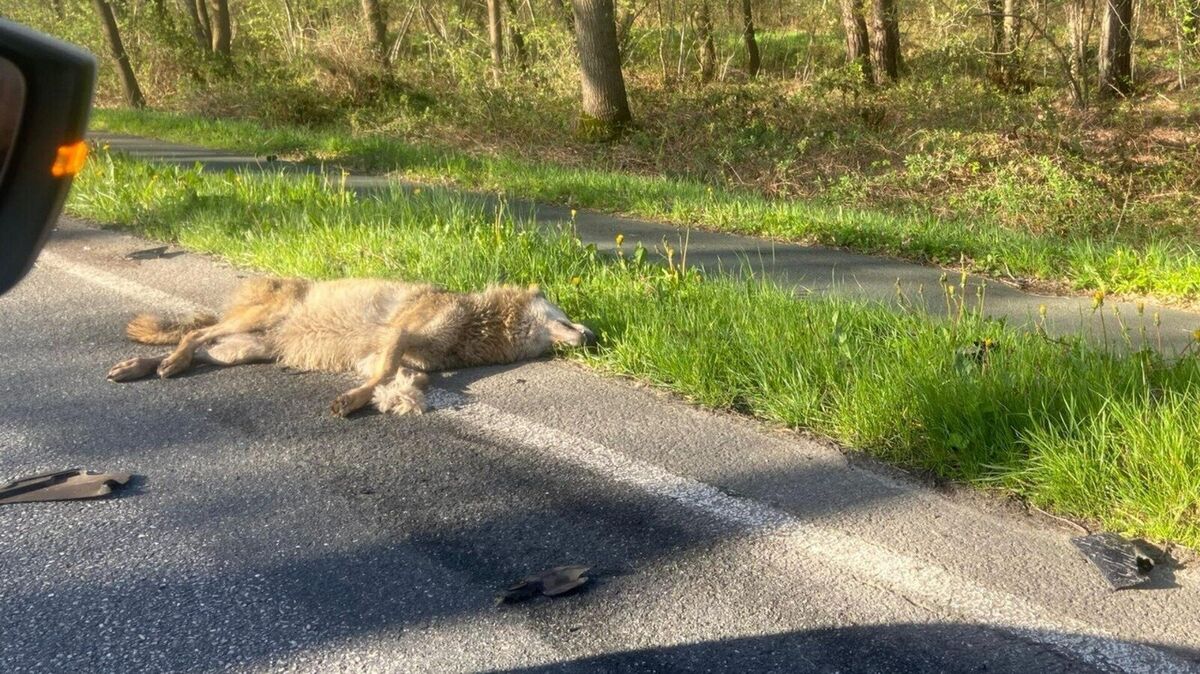Bereits im Frühjahr 2023 kam ein Wolf auf der B6 bei Loxstedt bei einem Verkehrsunfall ums Leben. Foto: privat