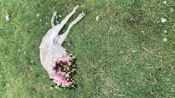 Kadaver am Elbdeich zwischen Otterndorf und Cuxhaven-Altenbruch: Rätsel um totes Tier