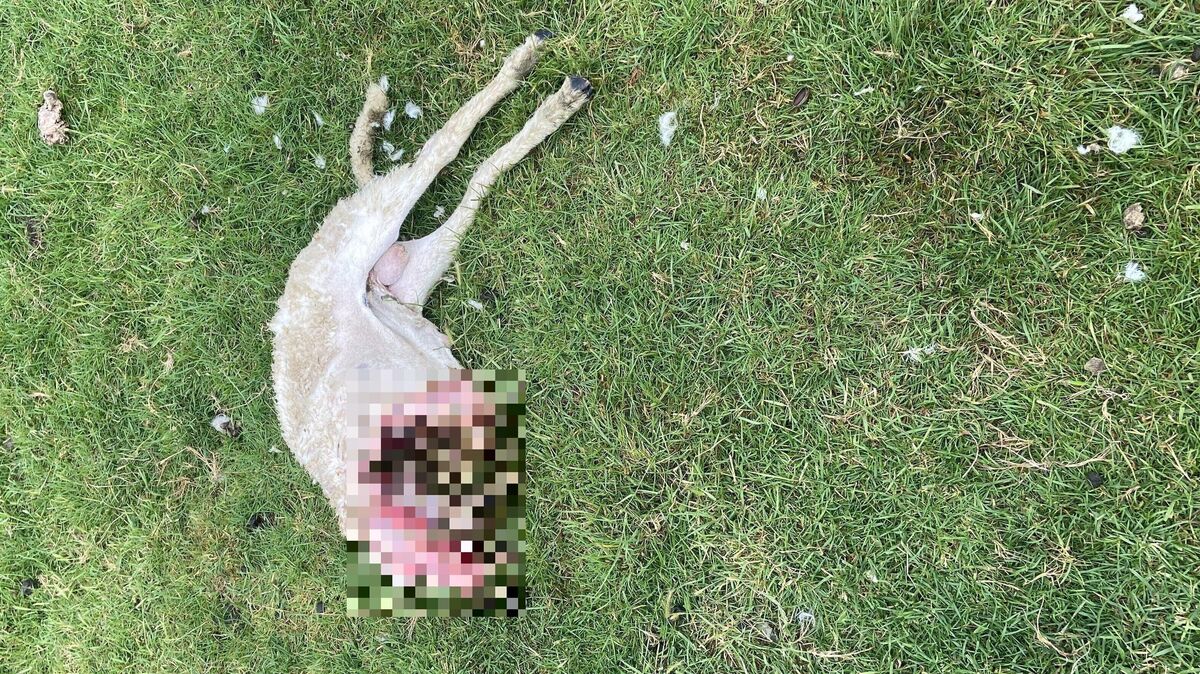Diese Stelle an der Besenhalmer Trift sorgt für Aufsehen: Hier fand Dirk Grabau die Überreste eines Schafs. Aus Pietätsgründen hat die NEZ/CN-Redaktion das Bild gepixelt. Foto: Grabau