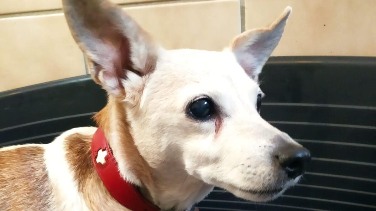 Die 16-jährige Seniorin Kiki hat sich zwar im Tierheim schnell zurechtgefunden, möchte aber gerne wieder ausziehen. Foto: Tierheim