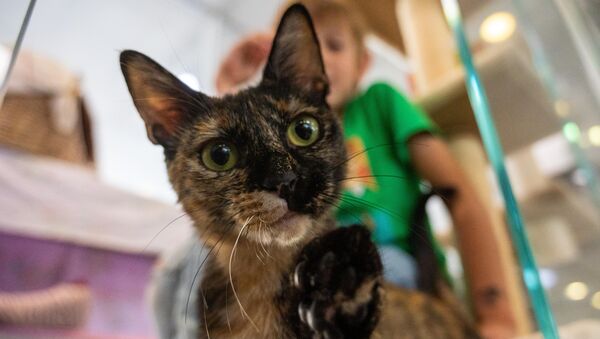 Kreis Cuxhaven: Wie häufig infizieren sich Hauskatzen mit Corona? Studie liefert Antworten