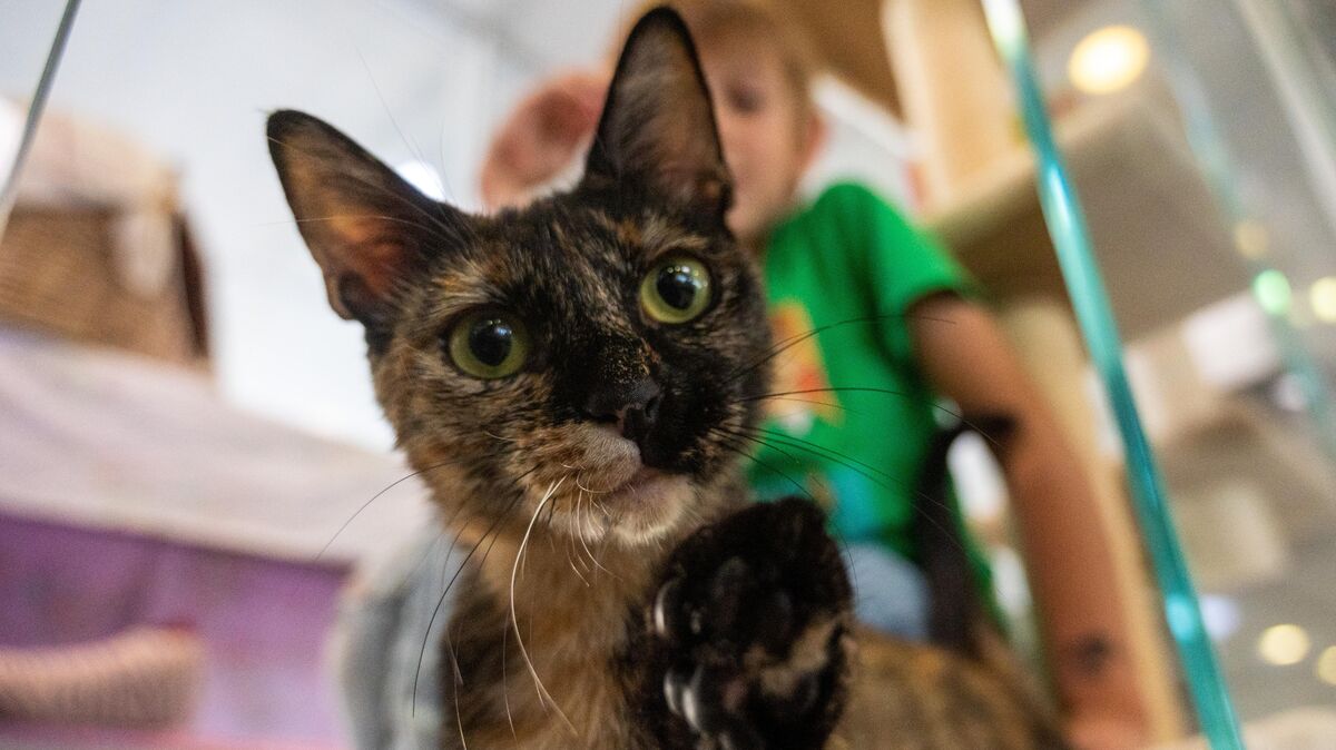 Auch Katzen können sich mit dem Corona-Virus infizieren. Die Wissenschaft hat jetzt einige Hauskatzen untersucht. In und außerhalb Deutschlands. Mit interessanten Ergebnissen. Symbolfoto: Christophe Gateau / dpa