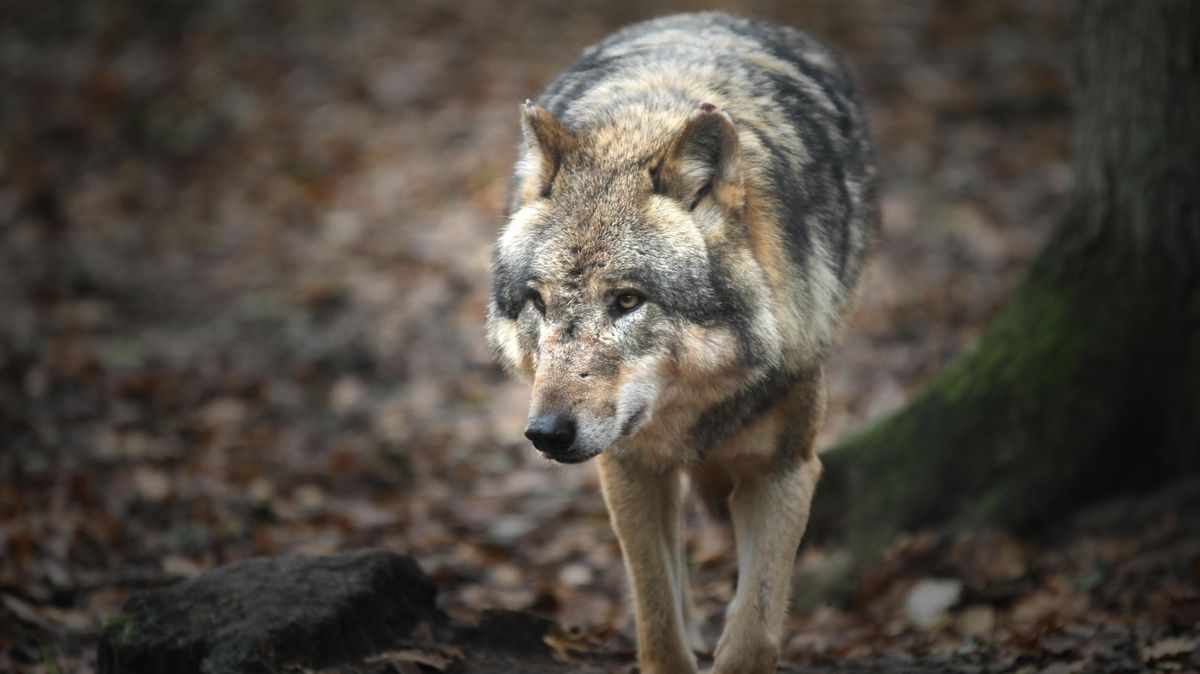 Nur ein weibliches Tier scheint vom Cuxhavener Wolfsrudel übrig geblieben zu sein. Foto: Monsees