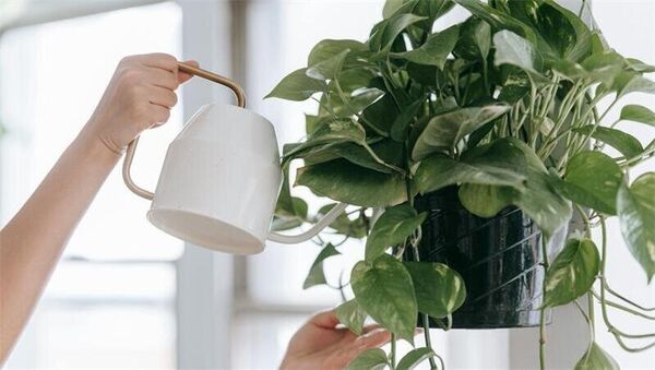 Ab in den Urlaub! Wie ich Balkon und Garten nun bewässere