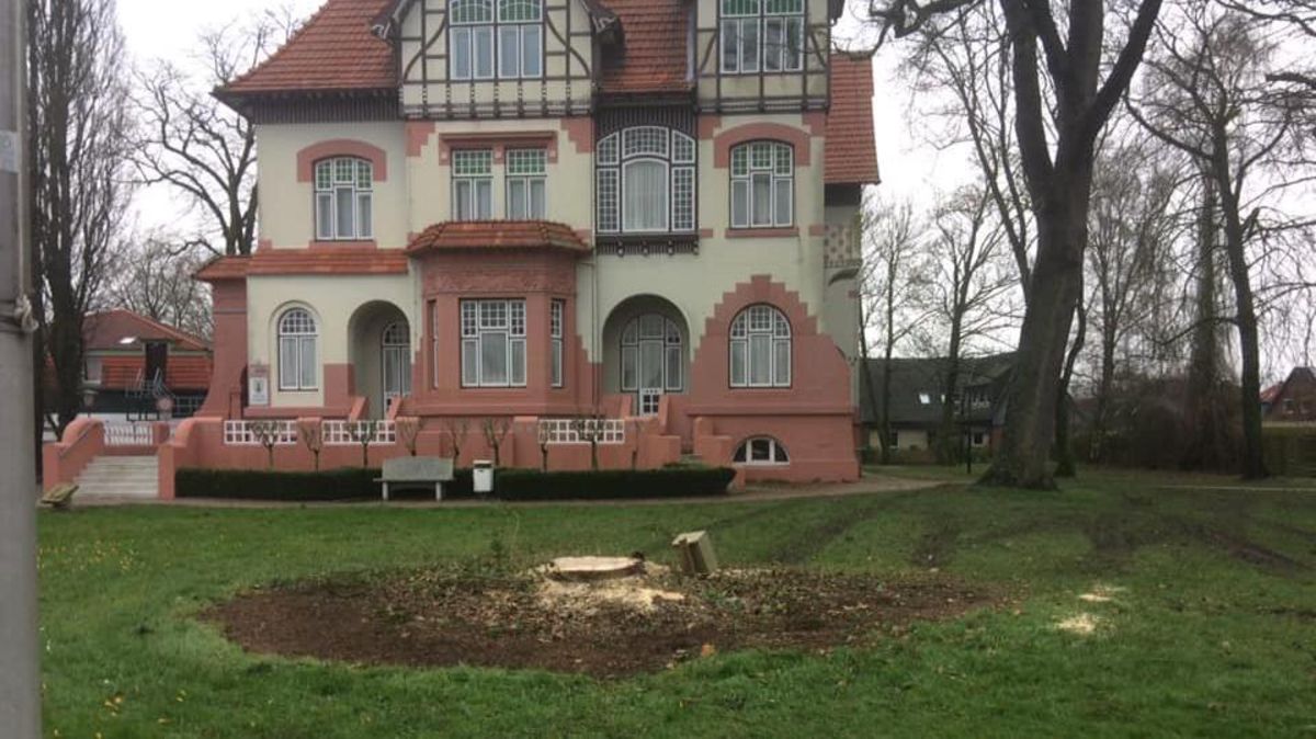 Um die Tanne vor der Villa Gehben gab es seit dem Ortsratsbeschluss am 10. Februar viele Emotionen und eine Petition, die den Erhalt sichern sollte. Nun ist die Sicht auf das Jugendstilgebäude frei. Foto: Thomas Gericke in der Facebook-Gruppe "Cuxhaven - Die Gruppe für Bewohner und Besucher".