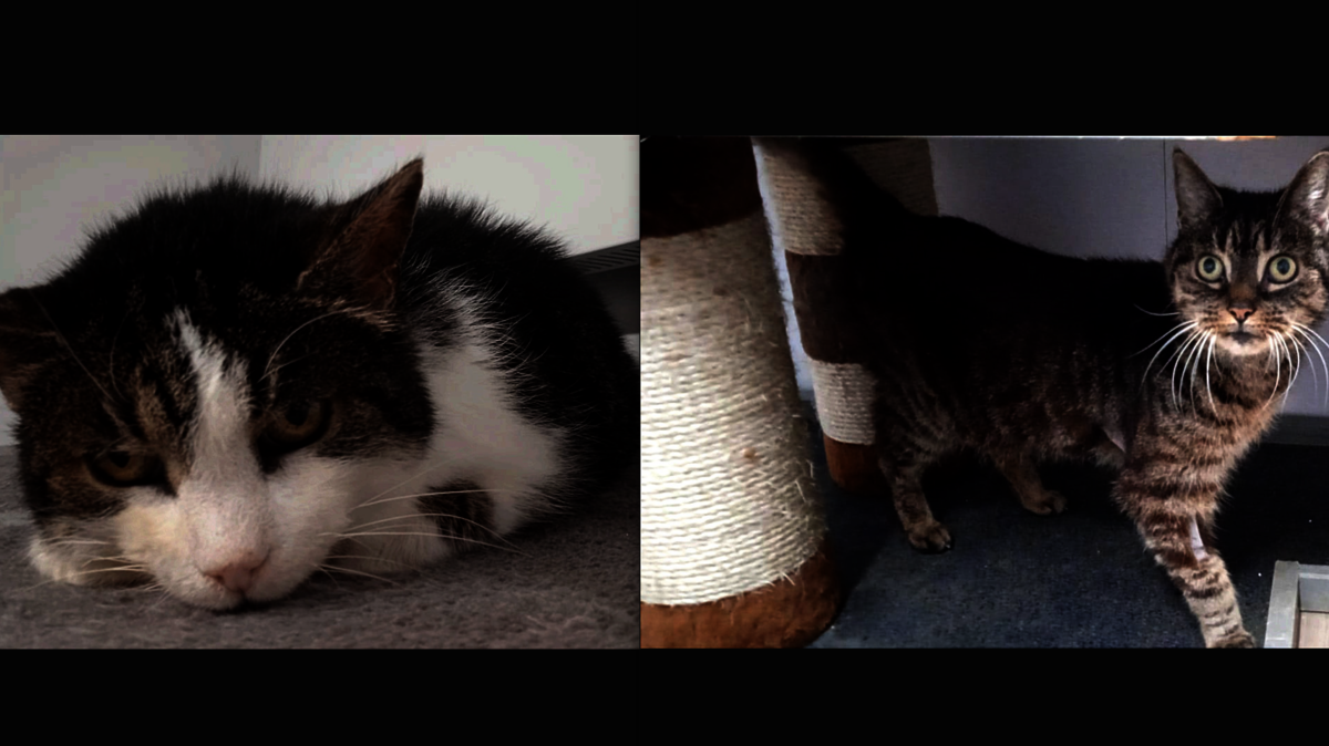 Mulle und Knox suchen ein neues Zuhause. Fotos: Tierheim