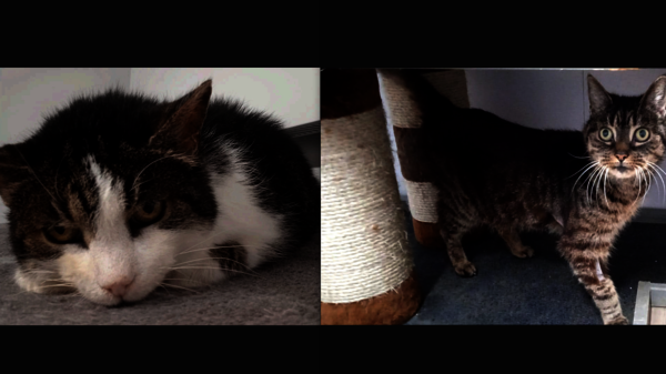 Tier der Woche in Cuxhaven: Die beiden Kämpfer Mulle und Knox suchen ein Zuhause