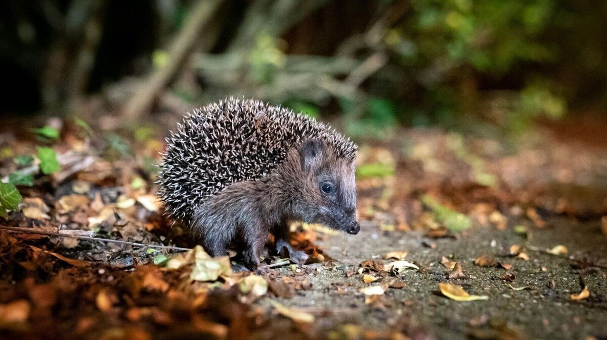 Igel sind nach dem Bundesnaturschutzgesetz besonders geschützt. Auf das Fangen, Verletzen, Töten von Igeln sowie die Beschädigung oder Zerstörung der Fortpflanzungs- oder Ruhestätten kann laut Bußgeldkatalog ein empfindliches Bußgeld von bis zu 50.000 Euro fällig werden. Archivbild: Walzberg