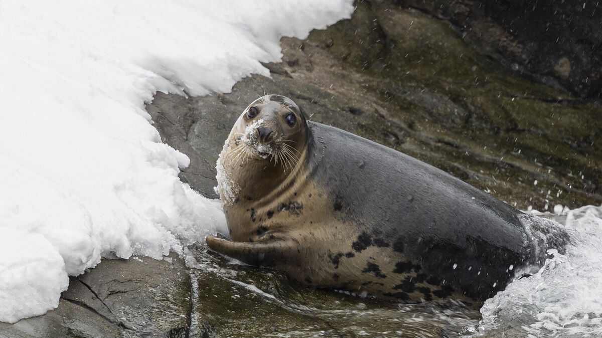 Auf der K60 bei Schiffdorf kam es am Mittwochmorgen zu einem ungewöhnlichen Verkehrsunfall. Eine Robbe wurde dabei tödlich verletzt. Foto: Michael Matthey/dpa