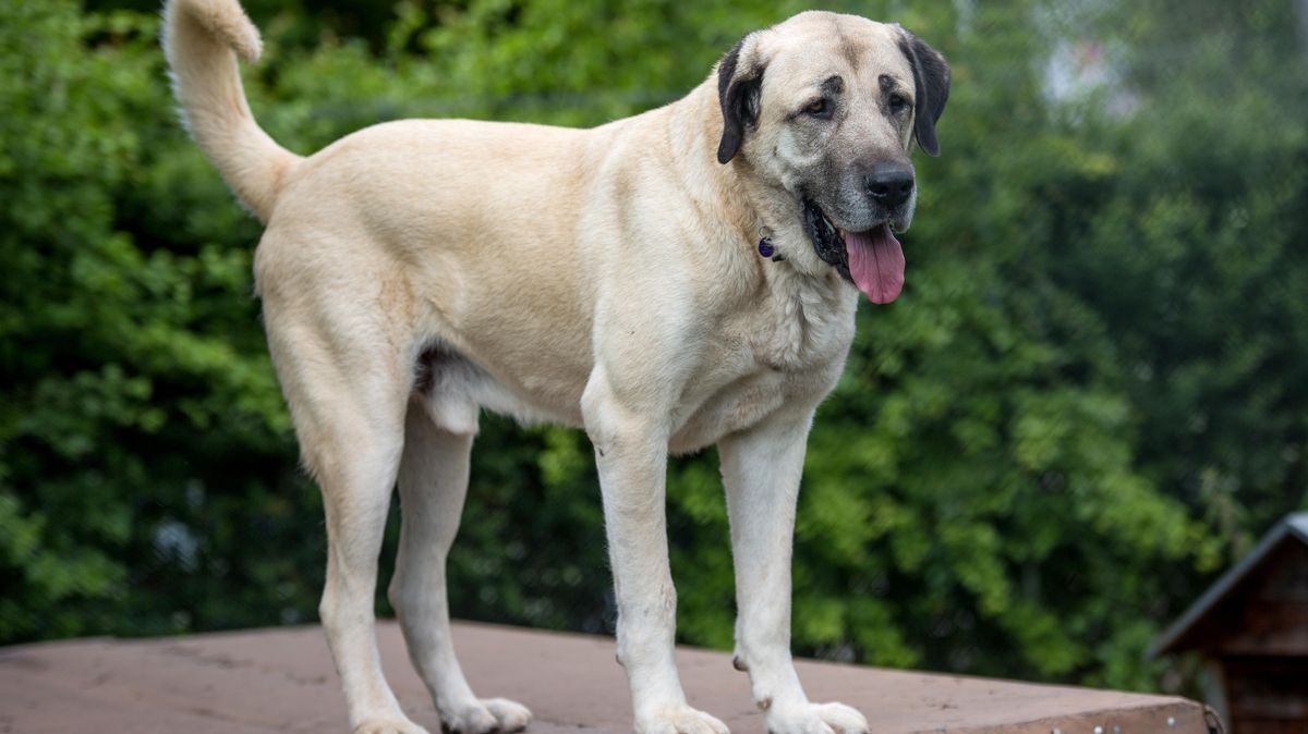Der aus der Türkei stammende Kangal ist ein Herdenschutzhund, der Gelassenheit und Stärke ausstrahlt, gegenüber Fremden aber misstrauisch ist. Ihn zeichnen ein starker Schutztrieb und Territorialverhalten aus. Sobald er Gefahr wittert, verteidigt er seinen Besitz oder sein Rudel. In zwei Bundesländern, Hamburg und Hessen, wird der Kangal als "vermutlich gefährlicher Hund" eingestuft. Foto: Schmidt