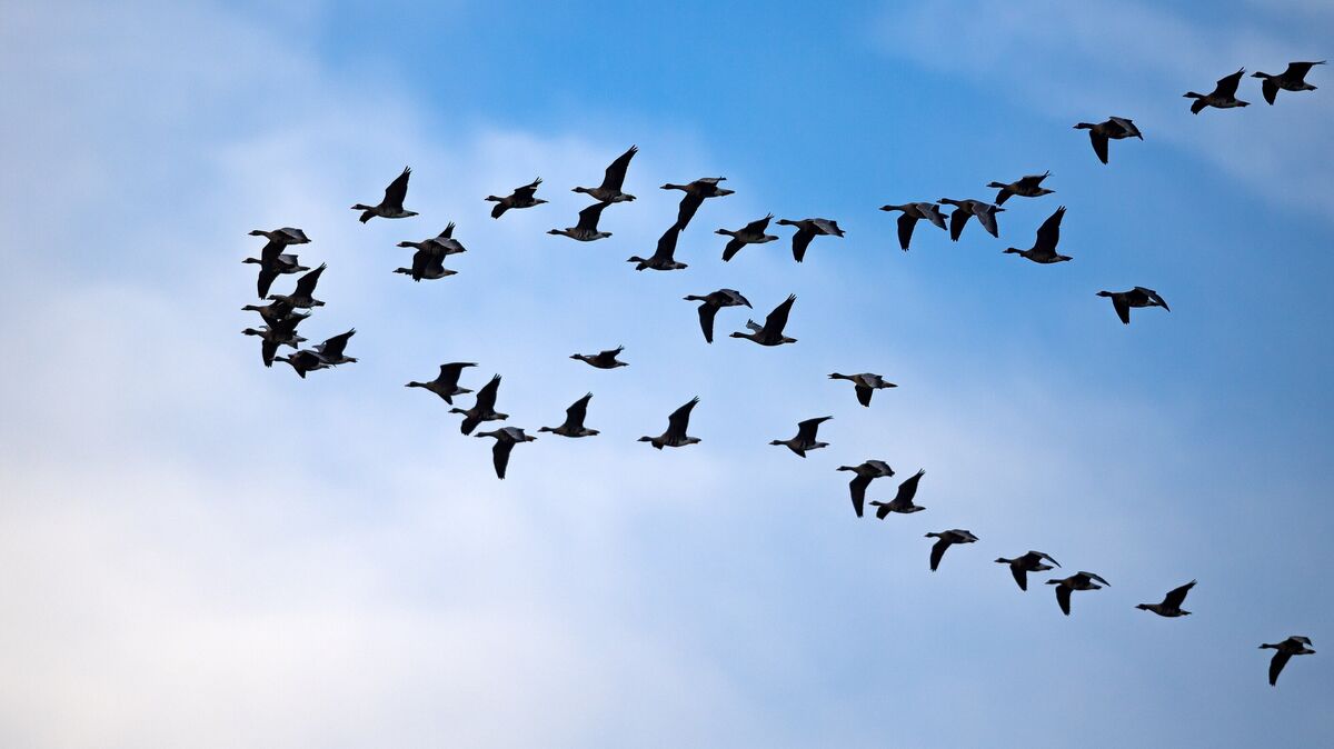 Bei den 17. Zugvogeltagen im und am Nationalpark Niedersächsisches Wattenmeer vom 11. bis zum 19. Oktober gibt es rund 250 Informations- und Unterhaltungsveranstaltungen rund um das Thema Zugvögel.  Foto: dpa/Schuldt