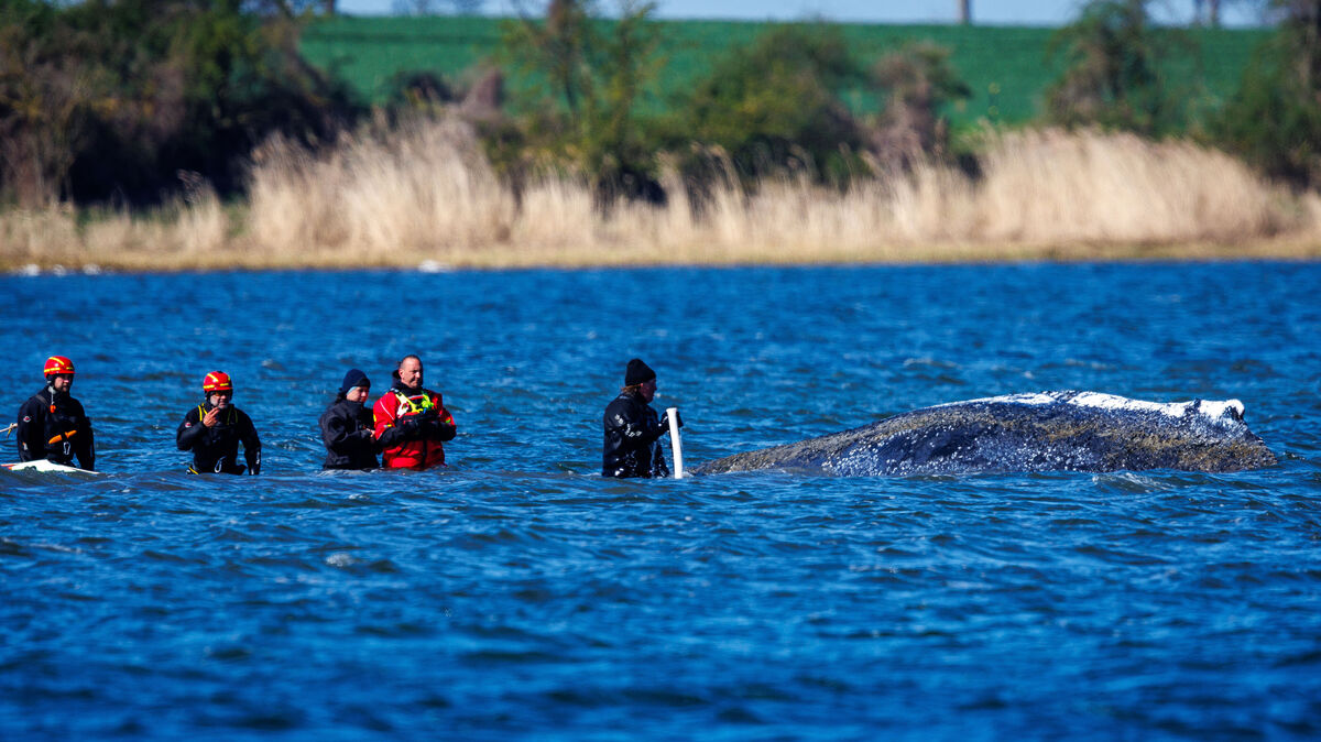 Danny Hilse (rote Jacke) mit einigen Helfern beim Buckelwal, direkt vor der Insel Poel. Mit einem Saug- und Spülgerät wollen die Helfer für Entlastung beim Wal sorgen. Foto: Jens Büttner/dpa