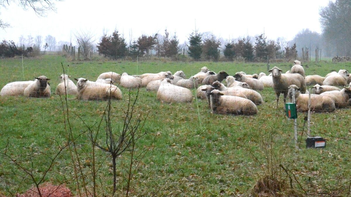 Schafe auf einer "Winterweide" in Stinstedt: Auch Frank Mählmann nutzt für seine Tiere diese Möglichkeit in der kalten Jahreszeit, wenn sie nicht auf Deichflächen grasen. Doch den Oberndorfer Schäfer treibt nach zwei Attacken auf seine Herde im Abstand von wenigen Tagen die Angst um, dass es nicht der letzte Angriff durch das Rudel in der Börde Lamstedt bleiben wird. Archivfoto: Schröder