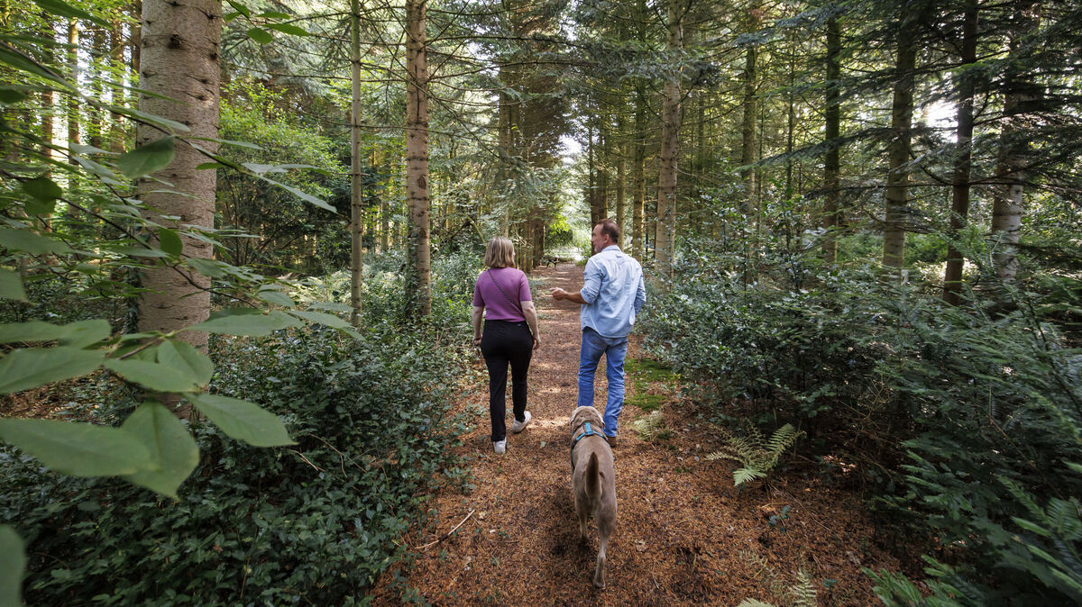Hundetrainer Jochen Bendel führt mit der "Holydog Academy" regelmäßig Exkursionen im Wald durch, bei denen Hundebesitzer lernen, die Umwelt aus der Perspektive ihres Hundes besser zu verstehen. Foto: MacMatzen/Getty Images für Purina
