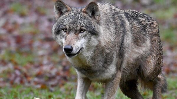 Zweitgrößter Vorfall in Niedersachsen: 50 Schafe nach Wolfsangriff bei Zeven tot