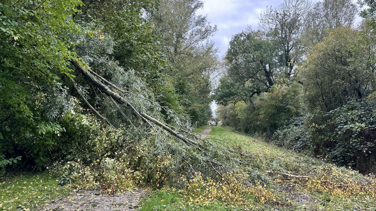 Ein Spazierweg führt entlang des Lehstroms, der den früheren Hof Arnhausen (rechts) umfließt. Am Montag war der Weg durch einen wahrscheinlich am Wochenende im Sturm umgefallenen Baum versperrt. Foto: Reese-Winne